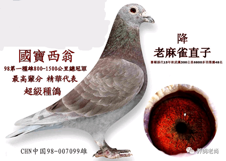 "李鸟"由养鸽先辈李梅龄博士于20世纪30年代从德国引进10羽比利时名鸽