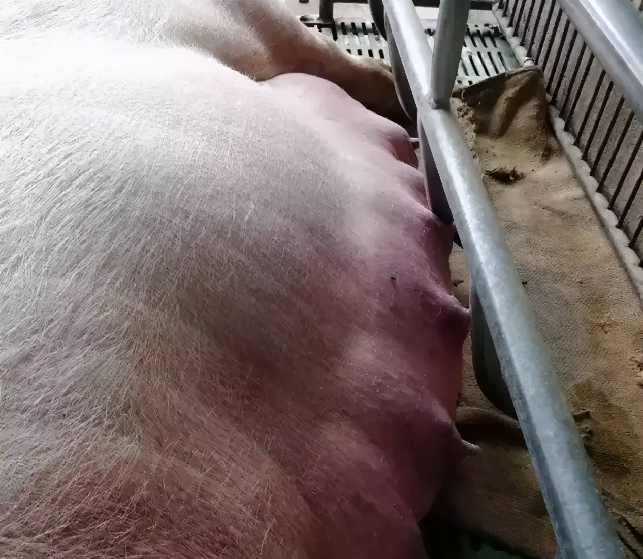 猪场给猪治病时输液出现过敏怎么办老兽医教给你一招