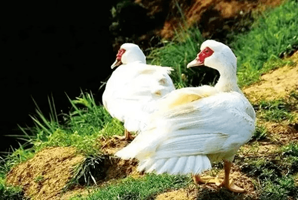 而是土豚!这真的不是鹅!也不是鸭!