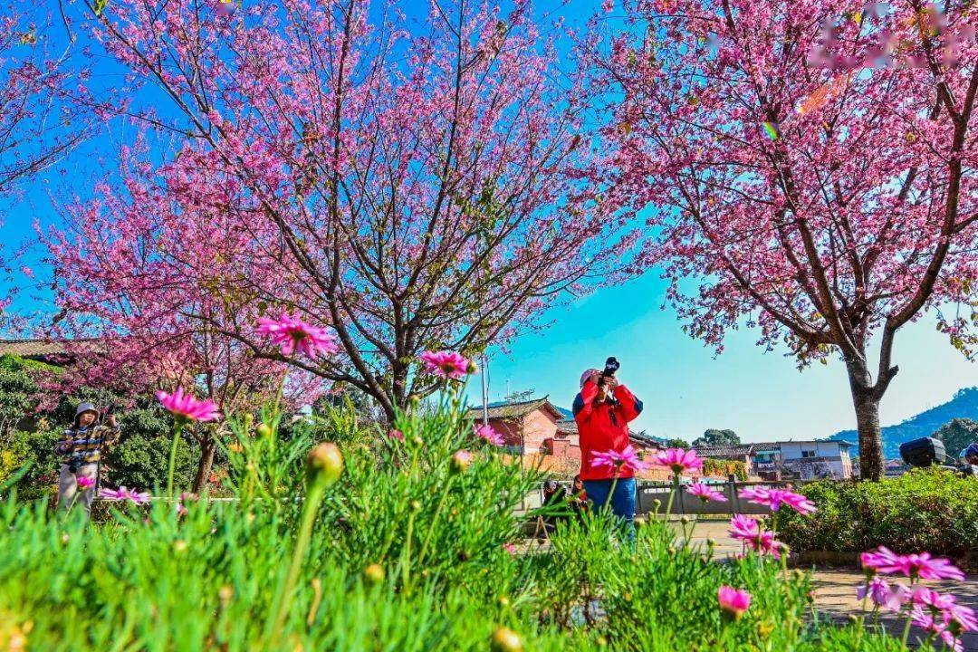 據瞭解,仁和區平地鎮共種植了冬櫻花春櫻花5000餘株,通過建設櫻花小鎮