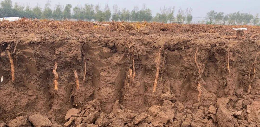 来自太极拳发源地的垆土铁棍山药,一口粉糯香甜,滋补整个寒冬!