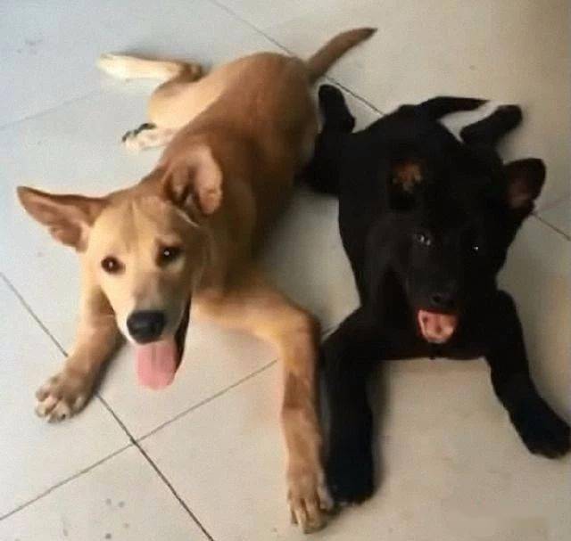 黄狗是我养的,很意外的带了只黑狗回来,可问题是两只都是公狗啊_都说