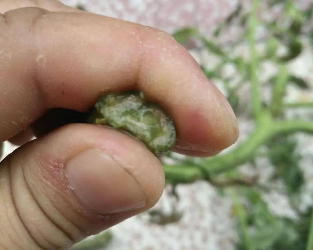 番茄十大常见病害高清图谱防治方法