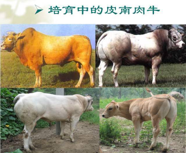 国产皮埃蒙特牛元芳你怎么看