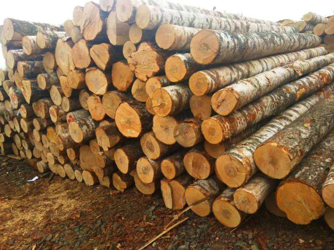 俄罗斯白桦木的主要用途_桦树