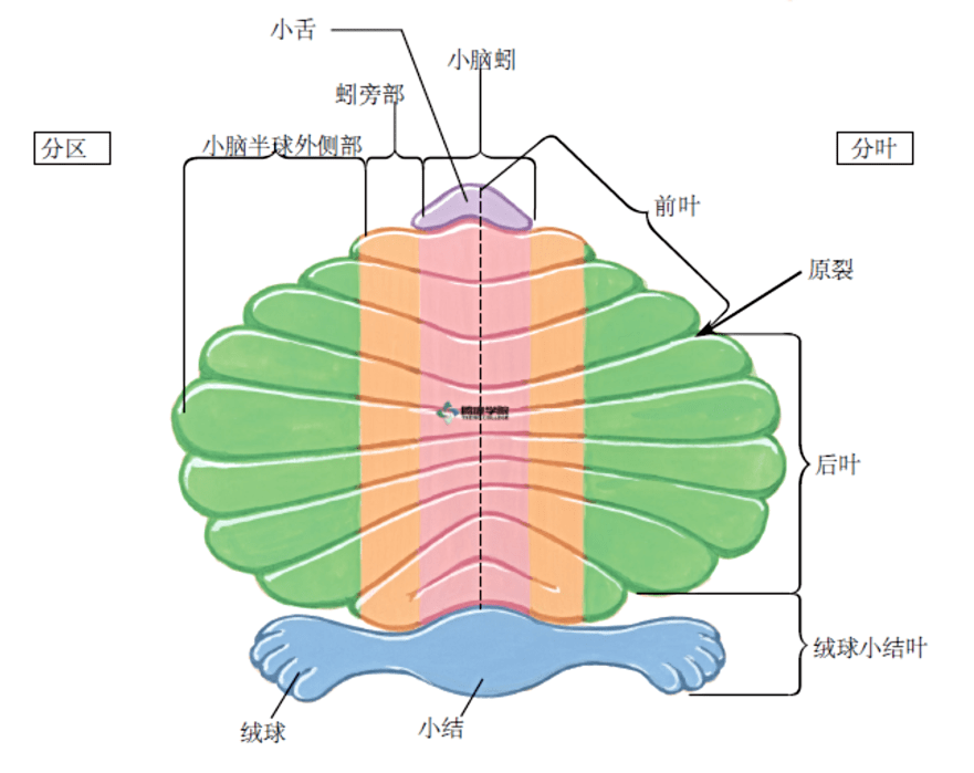 內臟神經的解剖Ⅱ