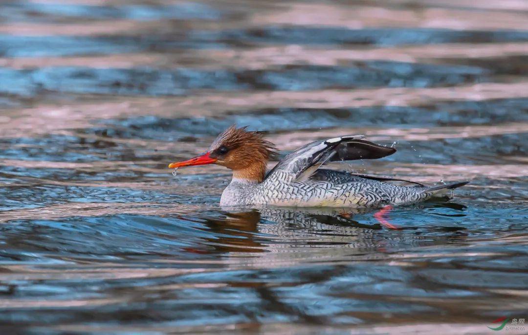 救救我鸭通州消防水域救援队破冰营救国家重点保护动物中华秋沙鸭