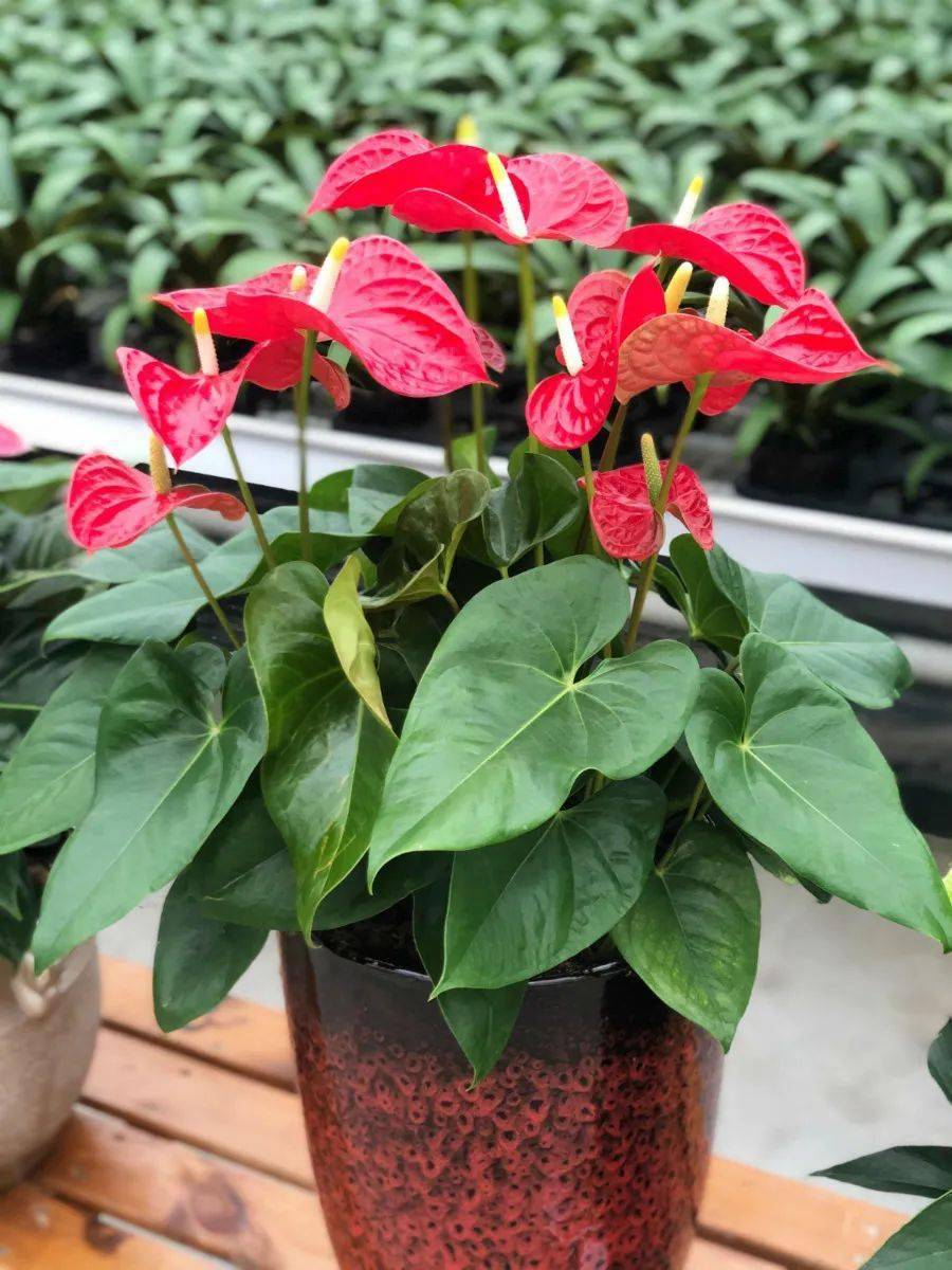 2021年宵花鲜花买得好好运少不了