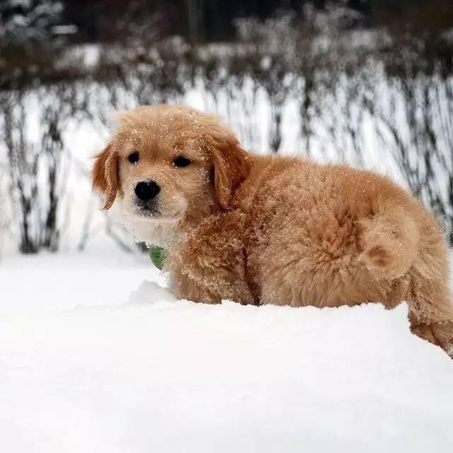 高清组图在雪中跃动的金毛狗子