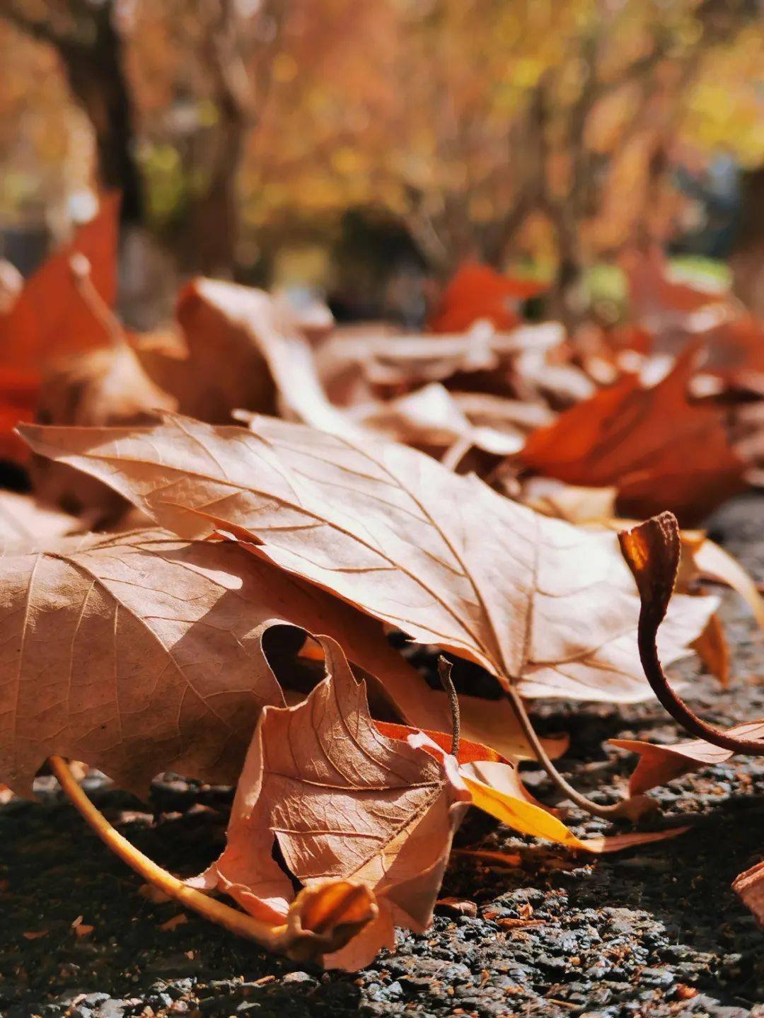 转载| 学会了,我先秃为敬_落叶