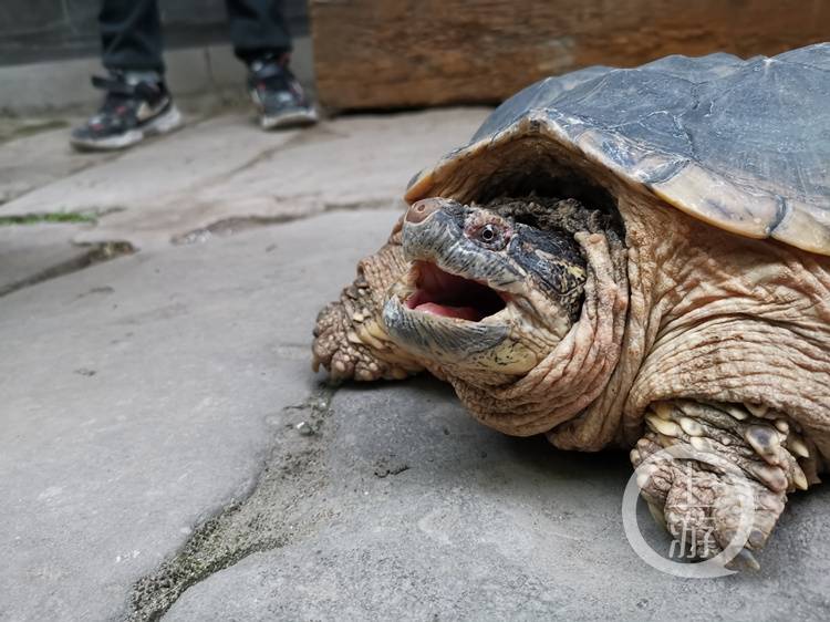 注意捡到这种龟切不可随意放生到江中