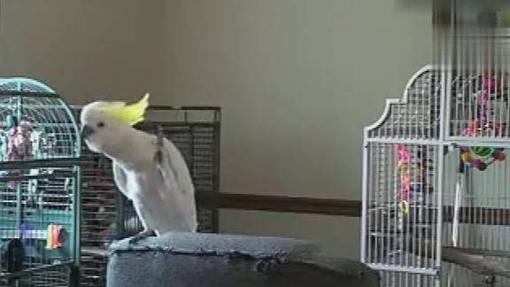 当鹦鹉听到杰克逊的音乐后我震惊了