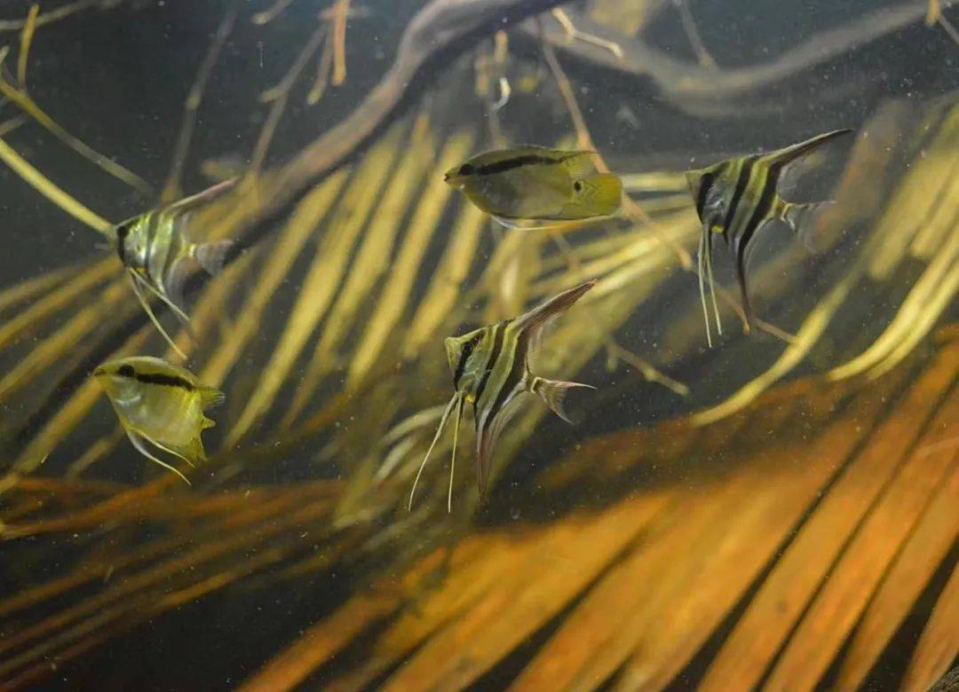 我的2米南美缸_阿莲卡