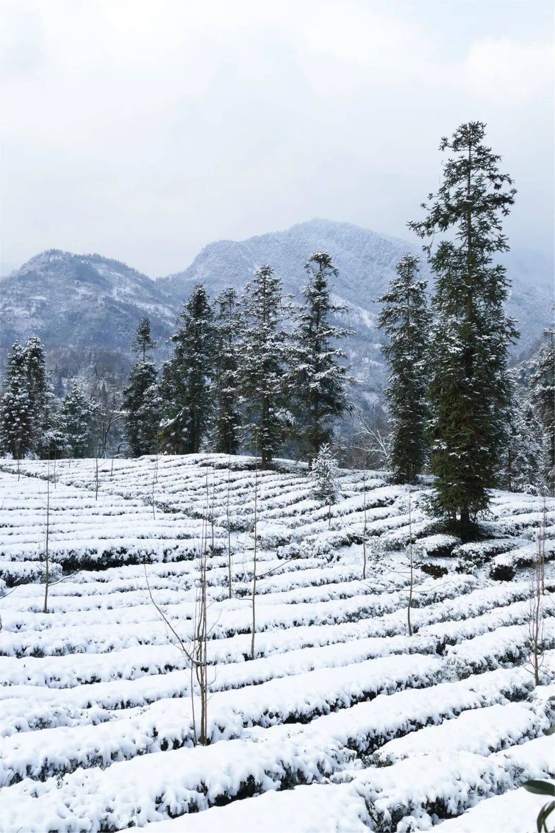大雪中的这片茶园,美了上千年!_峨眉山