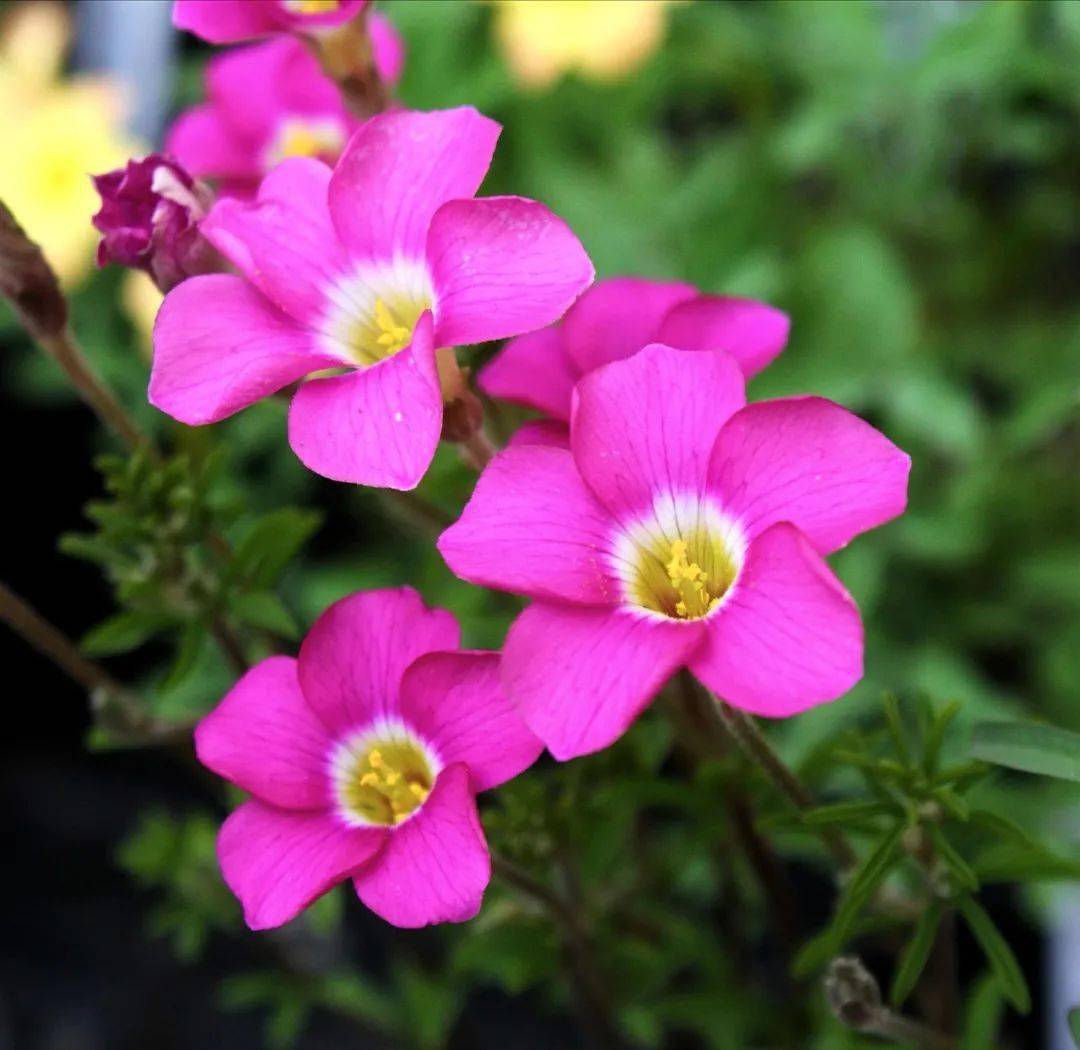广义纤细类一般指剔除长发酢浆草( oxalis hirta )的所有多毛酢浆草