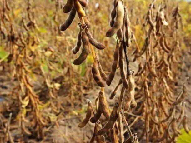 豆豆聚会——中五班班本化主题展播_豆子