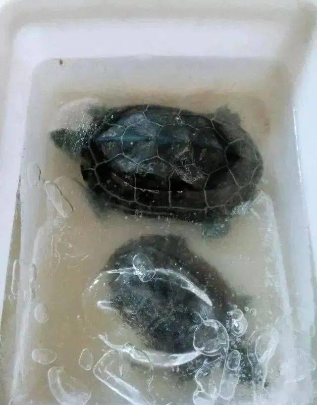 大范围降温,乌龟被冻住之后,千万别拿热水烫!_冰住