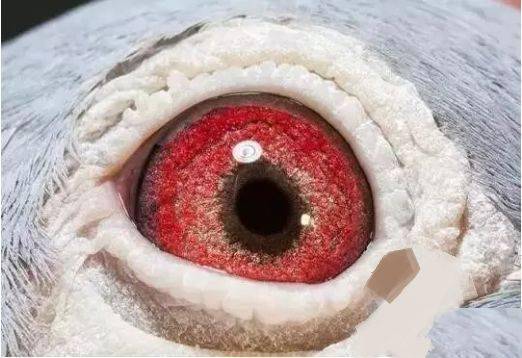 看鸽眼鉴鸽"三要三不要"_信鸽