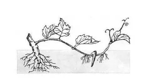 11种高效"扦插法",生根繁殖超简单,任一种学会,1盆插成20盆!