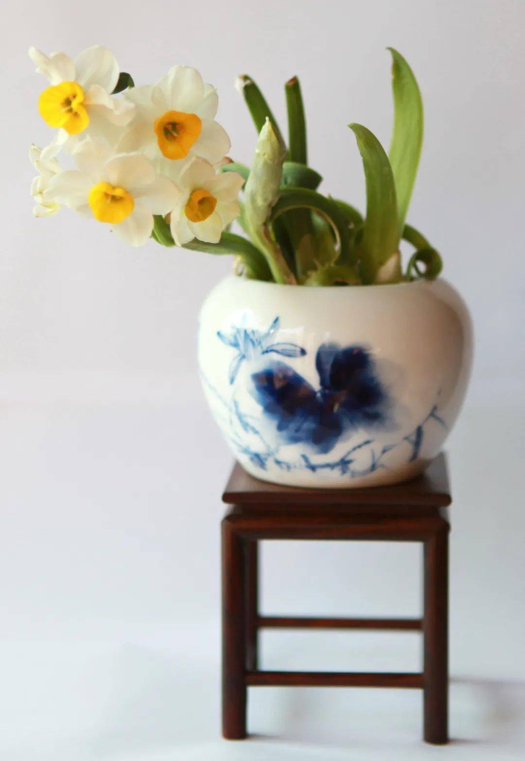 1月16日水仙雕刻线下体验活动报名中