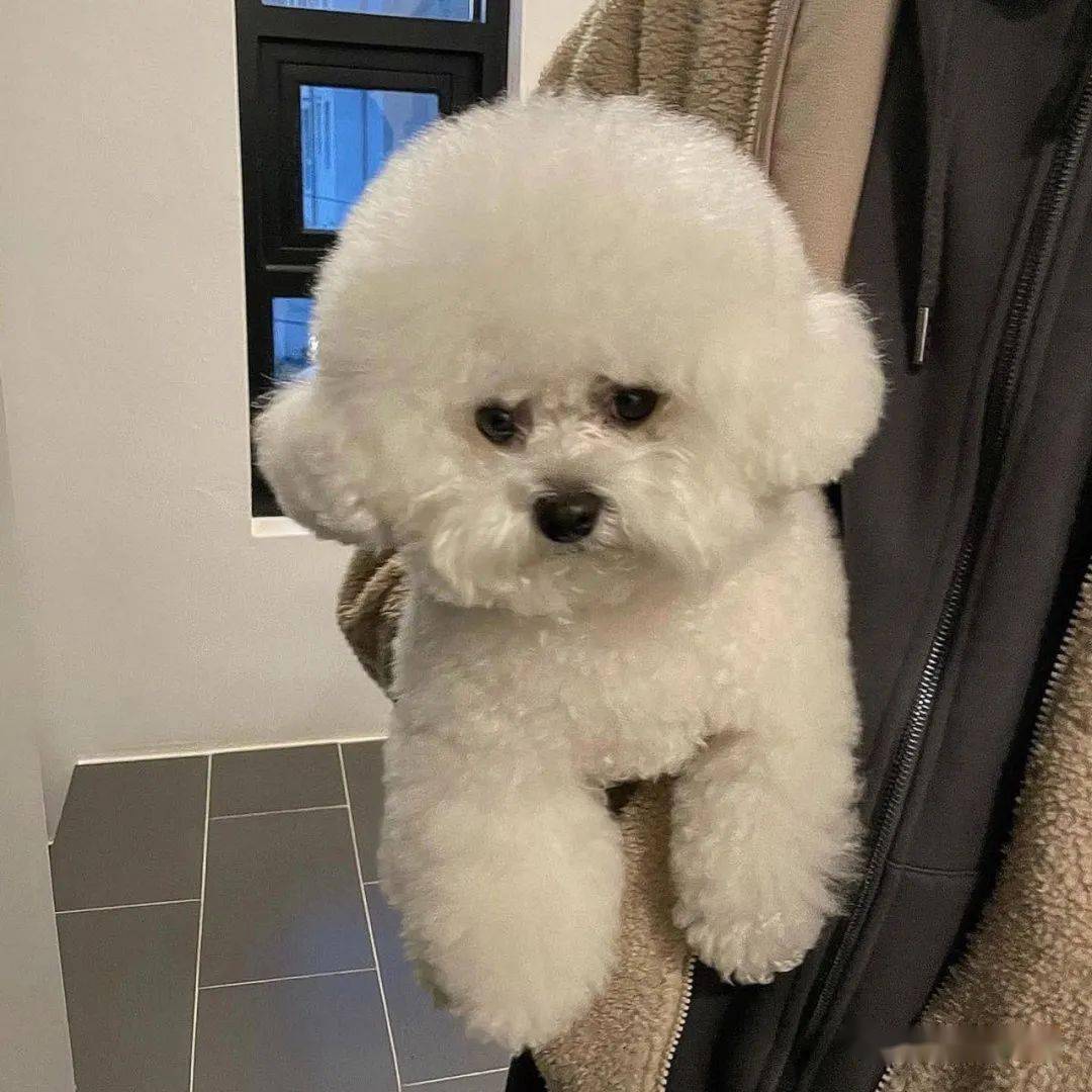 比熊犬背影超像棉花糖结果回头露出真面目直接吓坏网友