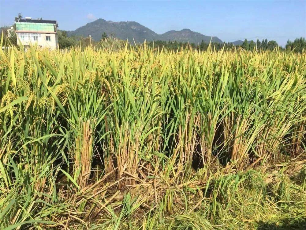 【科普】可“再生”的再生稻,你了解吗?_种植