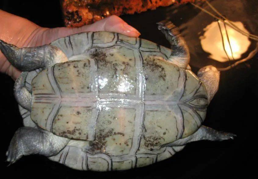 草原侧颈龟,图集欣赏,还不来认识一下!