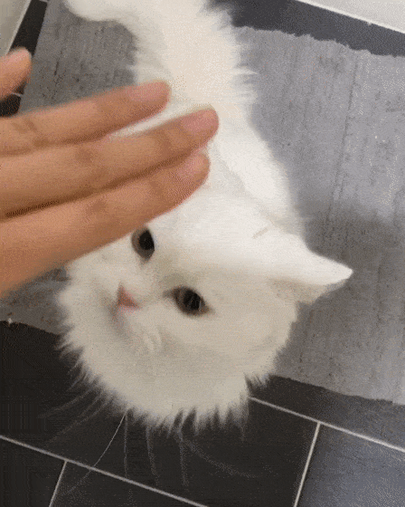 448_560竖版 竖屏gif 动态图 动图