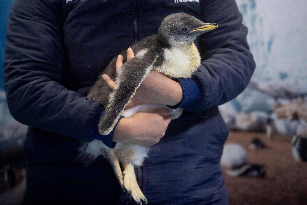 墨西哥水族馆出生一只企鹅宝宝 超萌可爱