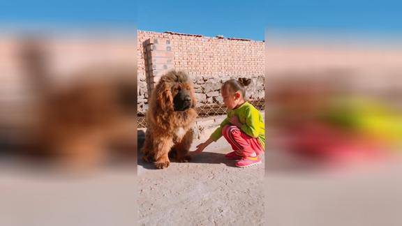 小孩要和藏獒握手藏獒很不情愿