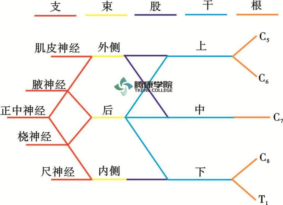 臂丛锁骨下部分支概述Ⅱ_神经