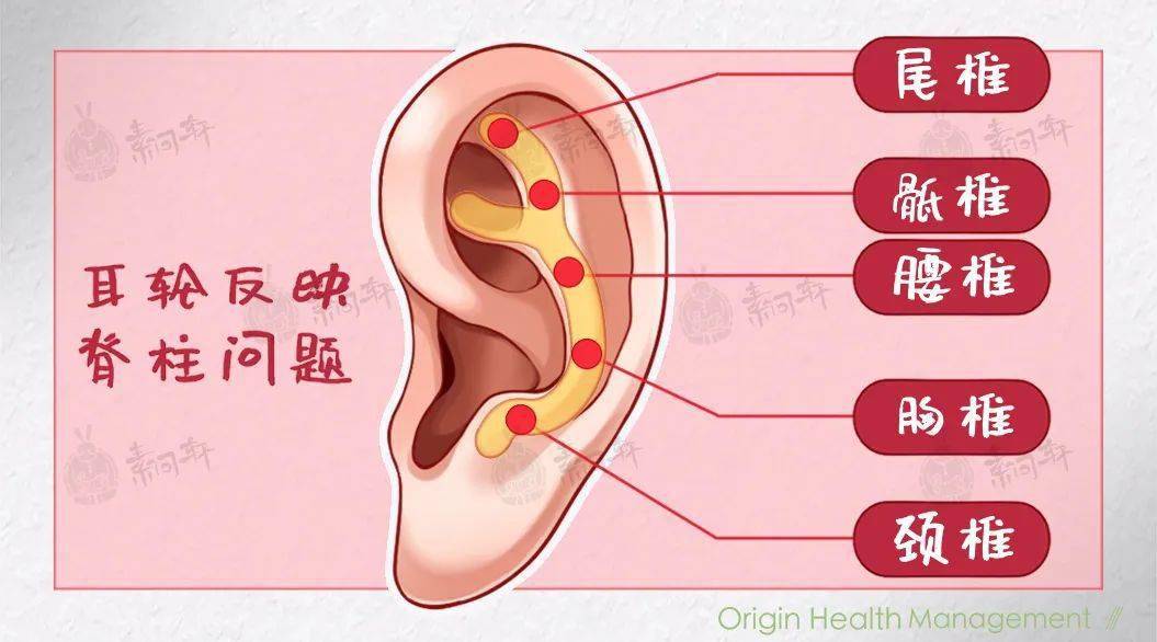 耳垂向上翘有什么说法图片