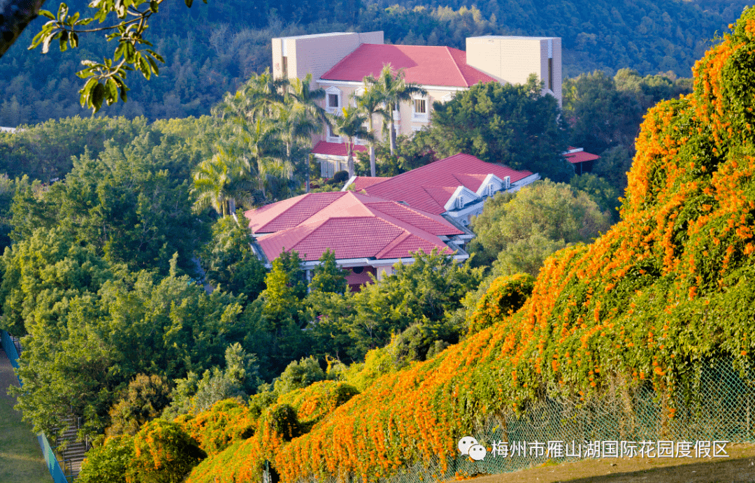 炮仗花開了,雁山湖的冬天朵朵金黃_景區