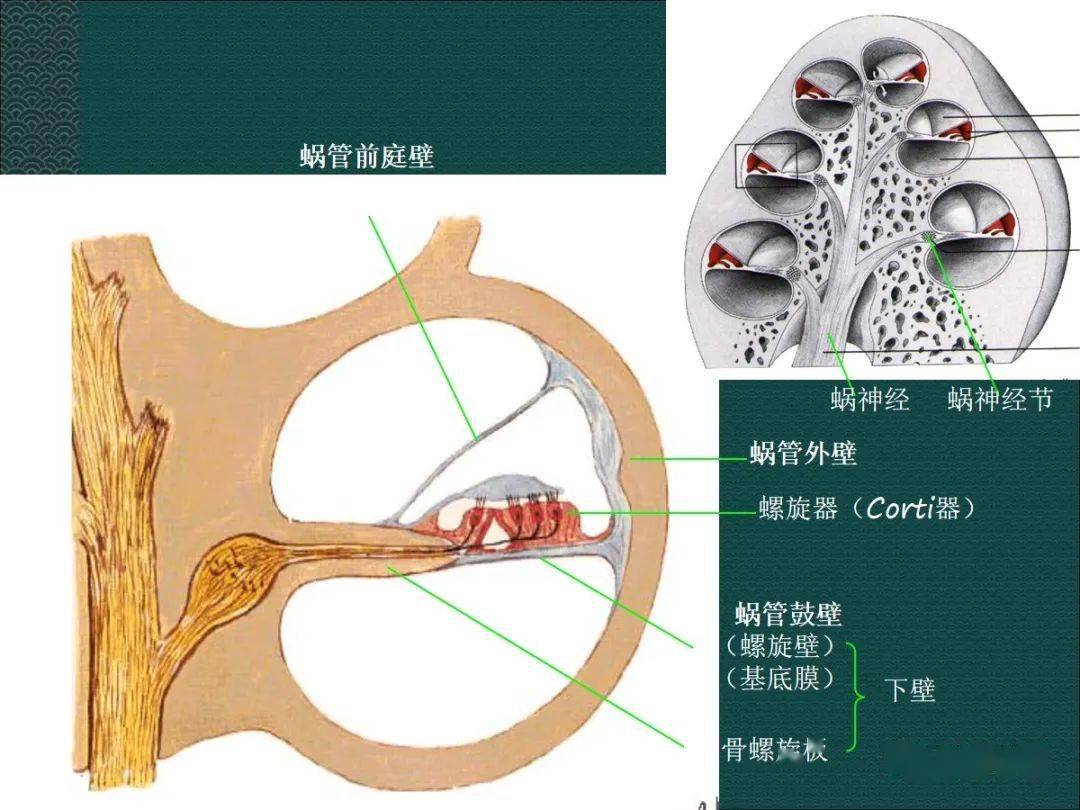 蜗管解剖图图片