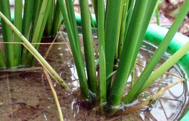 水稻分蘖 来源:thjy.org