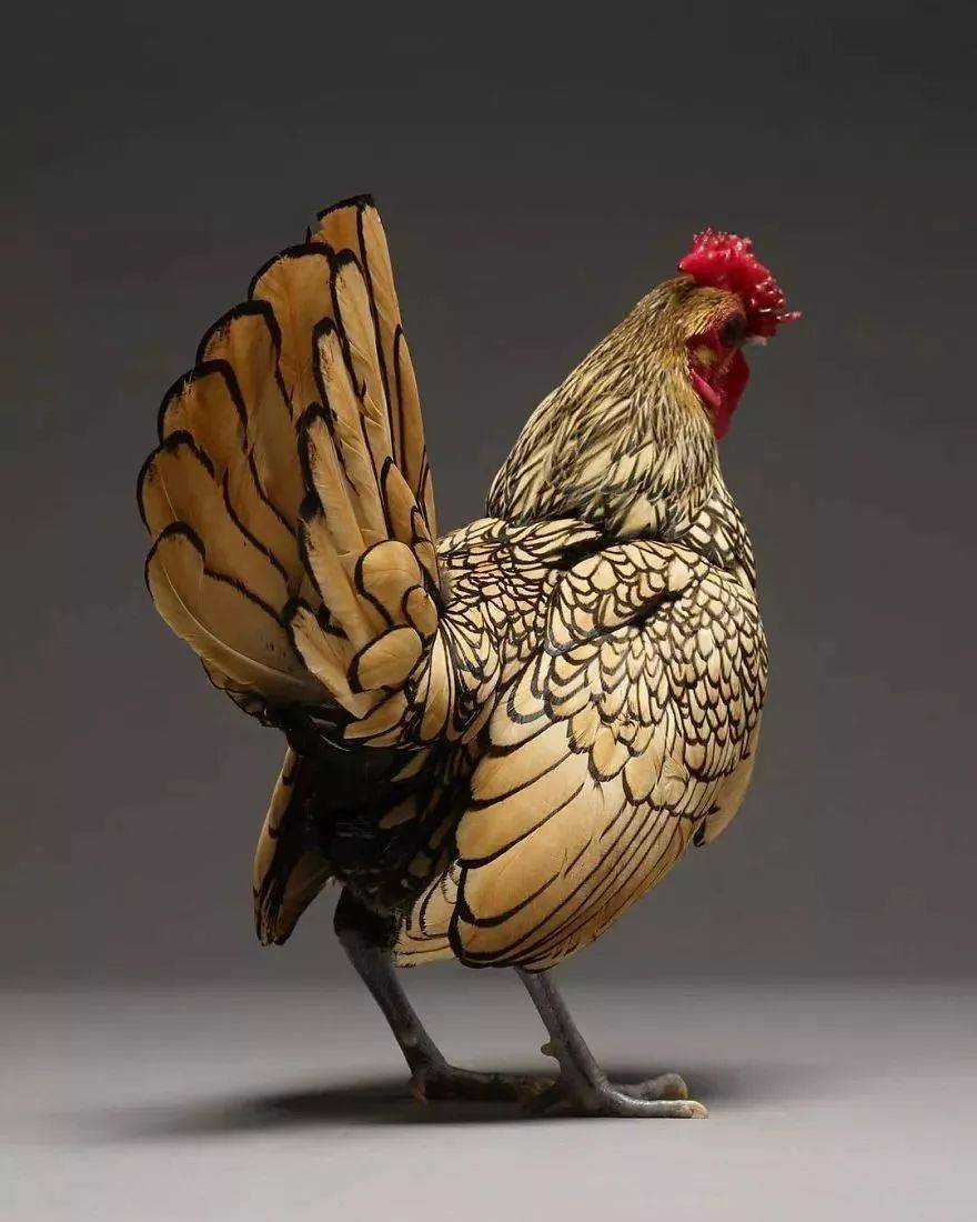 世界上最美丽的鸡