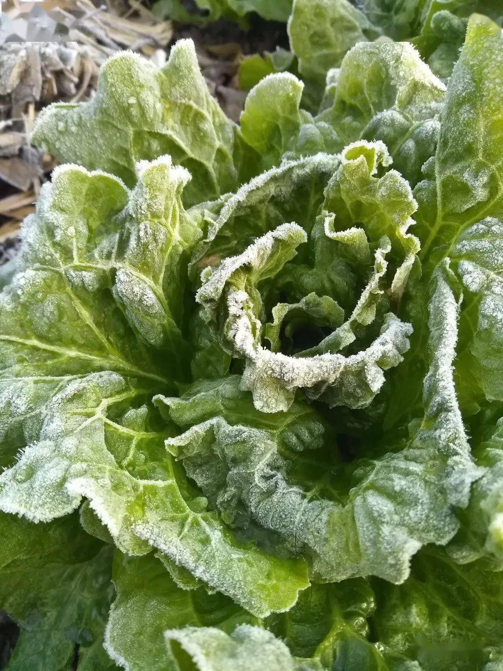 视频 图集!台山满地霜华浓似雪