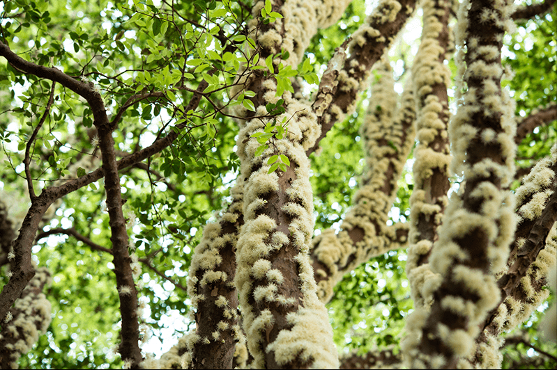 制作巧克力的原材料,可可果为什么要长在树干上?_老茎