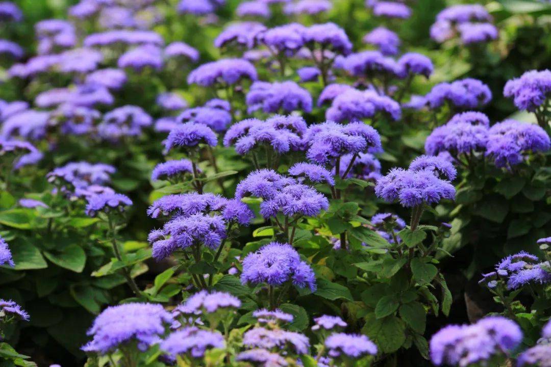 春播| 露地春播低矮型花卉有哪些?这20种最推荐!