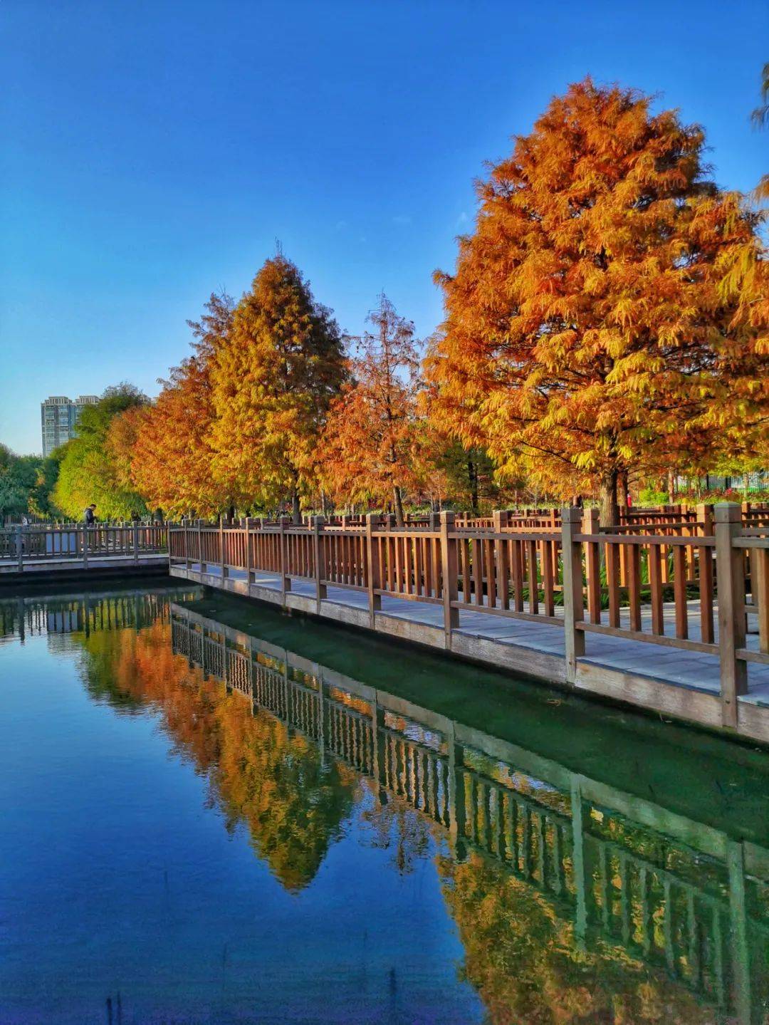 层林尽染落羽杉带来的浪漫厦门的冬天是冬日五彩缤纷的厦门这样说的人