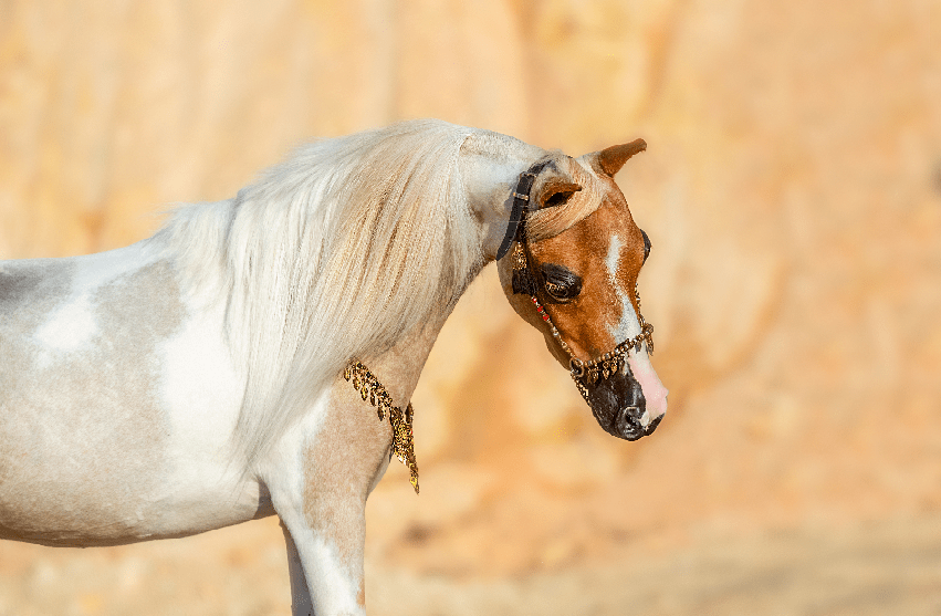 六大欧洲名驹惊艳亮相广州融创乐园,一睹世界名马共舞奇景!