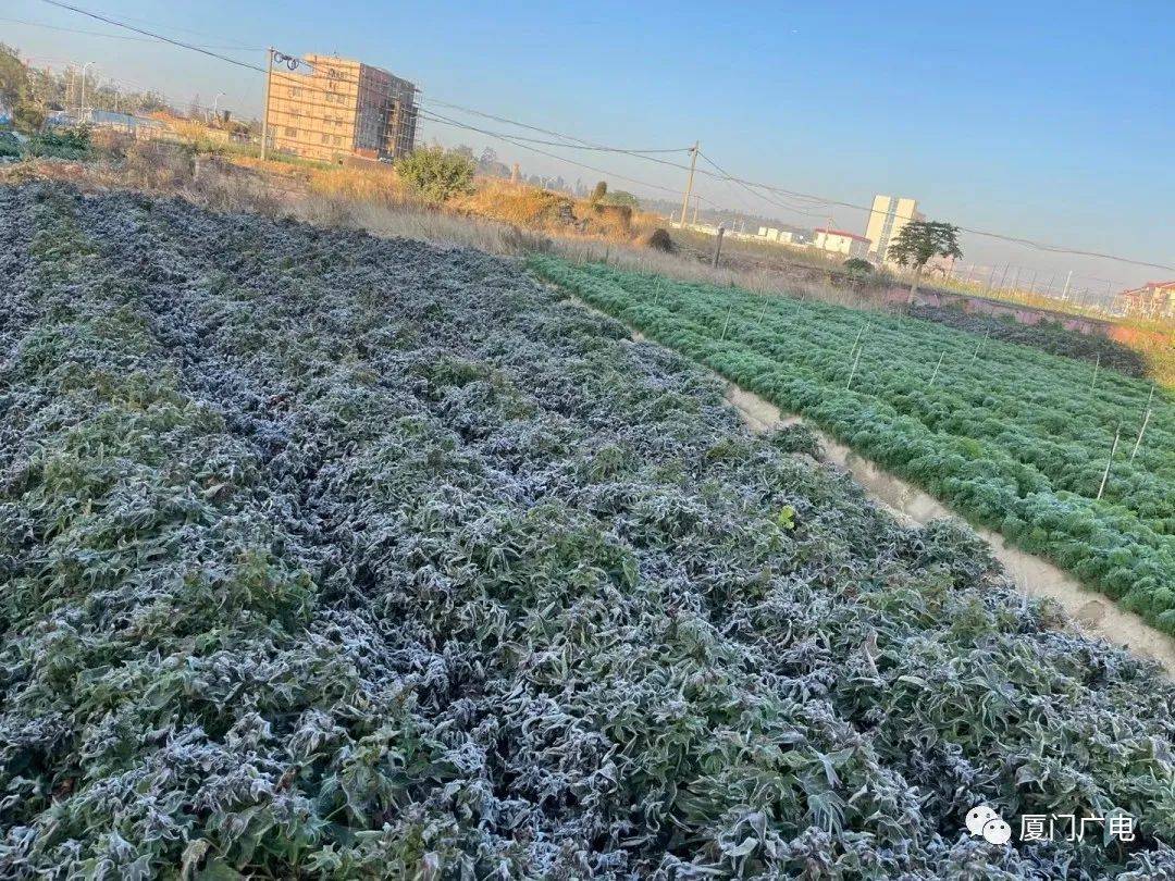 厦门今晨下霜,白茫茫一片!最低-2.9,说好的回暖天呢?