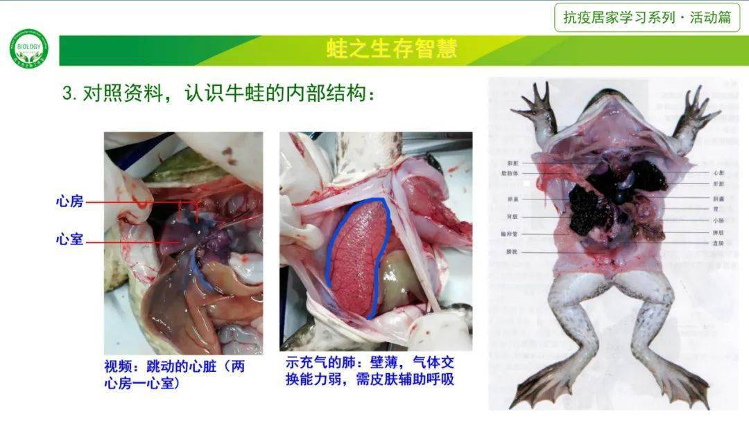 【教育创新公开课】蛙之生存智慧|居家(厨房)生物学60