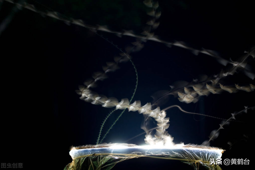 扑火的飞蛾