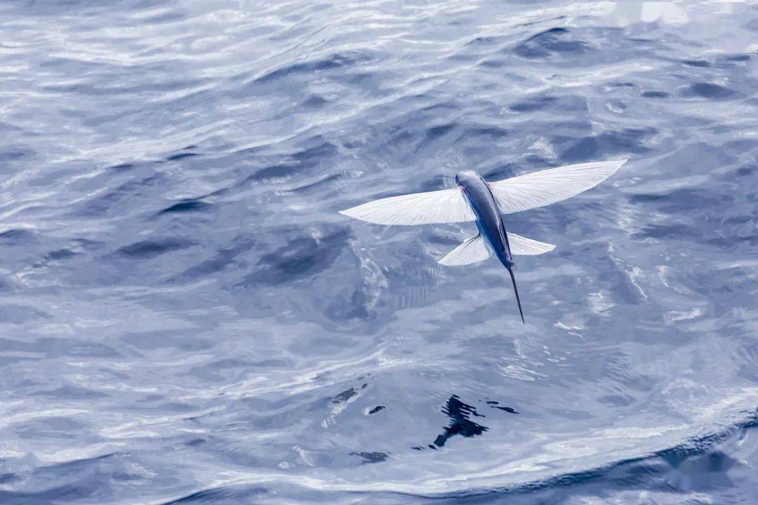 这种鱼飞的好快,长的好美……好美味!_飞鱼