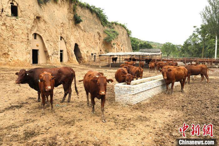 甘肃崇信唤醒乡村"沉睡"资源 废旧窑洞变 "聚宝盆"_闲置