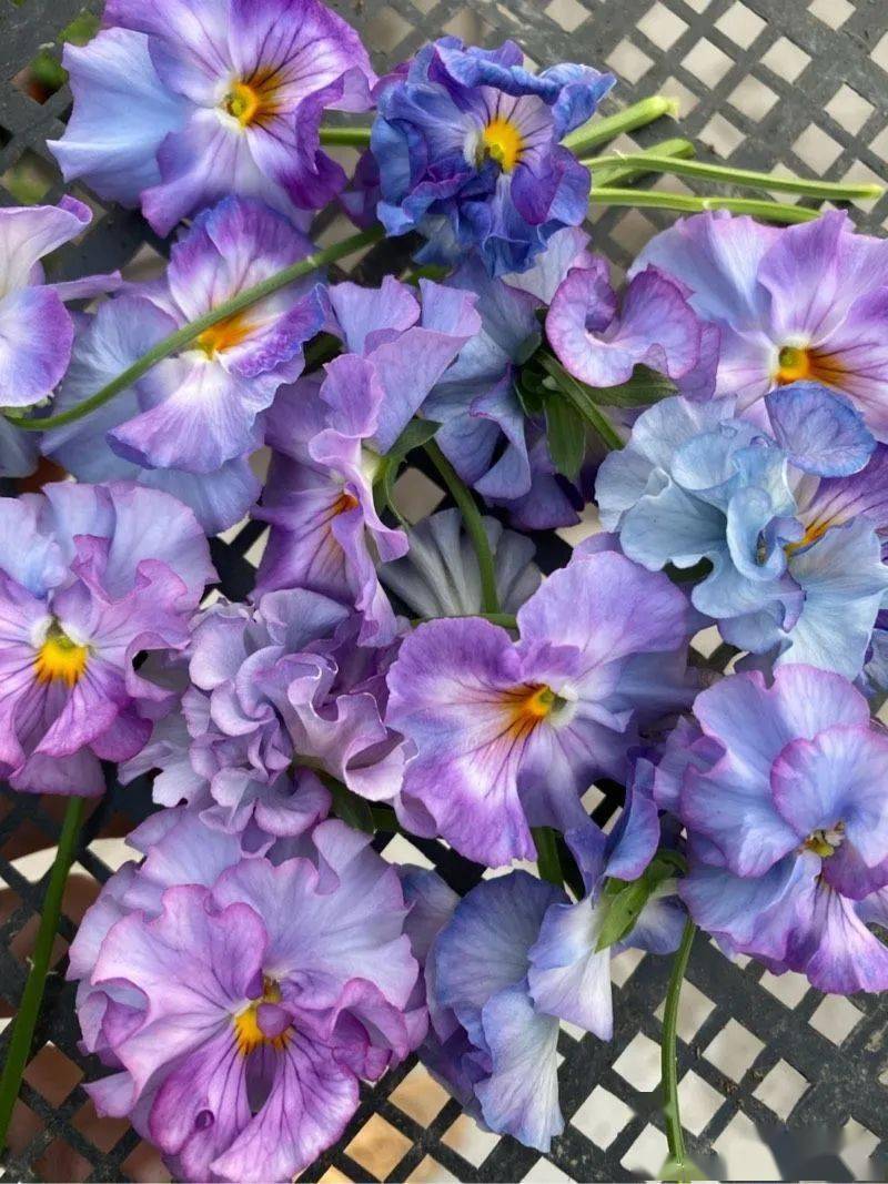 20202021年角堇图片合集