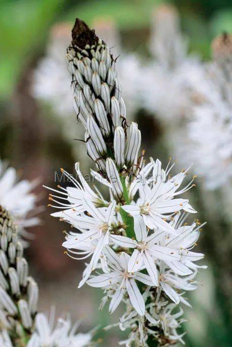 来自rhs的配色典范,英式传统花境的现代演绎亮了!