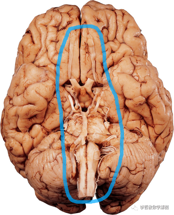 中枢神经系统和周围神经系统的区别