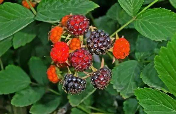 广西这25种零食你吃过几种吃过10种以上的就暴露年龄了下